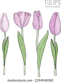 Hand drawn vector isolated set of pink tulips with leaves in doodle style