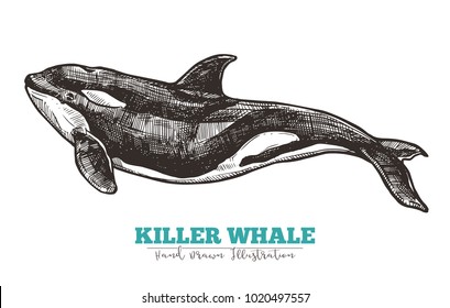 Hand drawn vector killer whale. Sketch engraving illustration