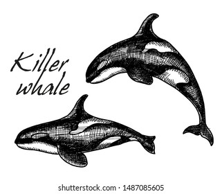 Hand drawn vector killer whale. Sketch engraving illustration set