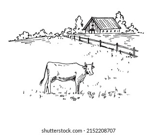 Paisaje vector dibujado a mano con casa de pueblo
 y vacas pastoreando en la pradera. Ideal para el diseño de pancartas y embalajes.