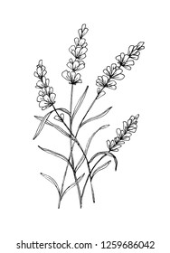 hand drawn vector lavender herb Illustration  pen drawing  Vintage sketchy style 