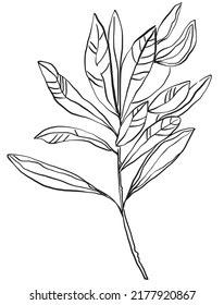 Hand drawn vector leaves. Black and white illustratiom. bio eco 