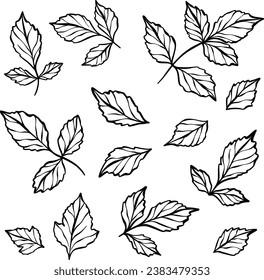 Hand drawn vector leaves, leaf element illustration set, botanical line art decoration set
