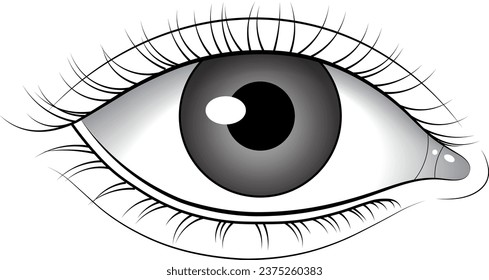 Hand Drawn Vector Left Vector Eye, Vector Eye, Eye Sketch