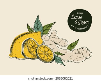Hand drawn vector lemon and ginger illustration. Organic fresh food illustration. Engraved style. Vintage illustration. Perfect for tea, beverage, sweets, cosmetics products packaging designs.