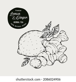 Hand drawn vector lemon, ginger, mint illustration. Organic fresh food illustration. Engraved style. Vintage illustration. Perfect for tea, beverage, sweets, cosmetics products packaging designs.