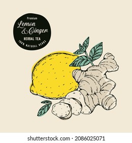 Hand drawn vector lemon, ginger, mint illustration. Organic fresh food illustration. Engraved style. Vintage illustration. Perfect for tea, beverage, sweets, cosmetics products packaging designs.