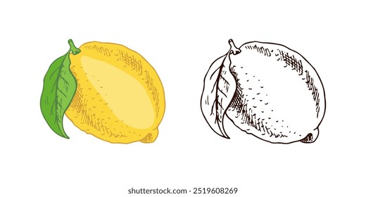 Hand drawn vector lemon sketch. Blossom plant with one leaf. Сitrus. Lemon, lime. Vector illustration. Great for poster, menu or label.