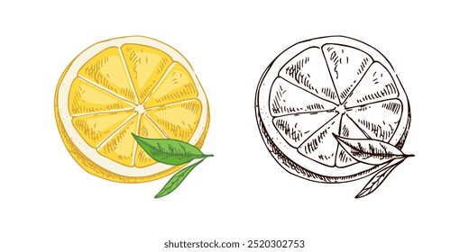 Hand drawn vector lemon sketch. Blossom plant with two leaves. Lemon half. Сitrus. Orange, lime,
grapefruit. Vector illustration. Great for poster, menu or label.