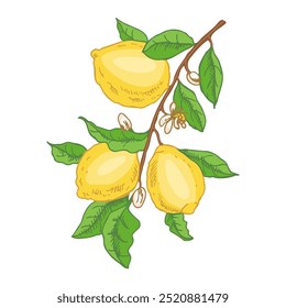 Hand drawn vector lemon sketch. Branch with lemon fruits, leaves and flowers.  Сitrus.  Vector illustration. Great for poster, menu or label.