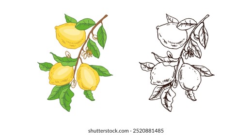 Dibujado a mano Vector sketch de limón. Rama con frutas de limón, hojas y flores.  Сitrus.  Ilustración vectorial. Ideal para póster, menú o etiqueta.