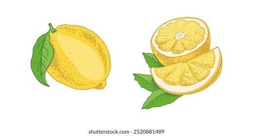 Dibujado a mano Vector sketch de limón.  Planta con hojas. Limón, rebanada y mitad limón. Сitrus. Naranja, 
pomelo. Ilustración vectorial. Ideal para póster, menú o etiqueta.