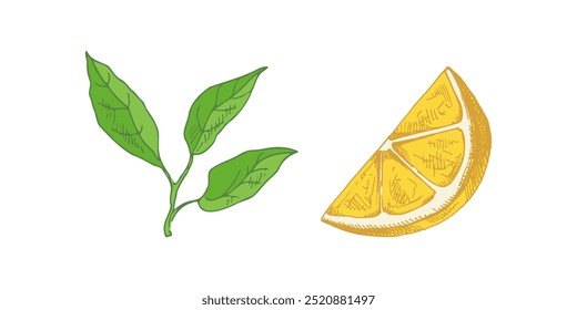 Hand drawn vector lemon sketch. A lemon branch and a slice of lemon. Lemon slice and half. Сitrus. Orange, 
grapefruit. Vector illustration. Great for poster, menu or label.
