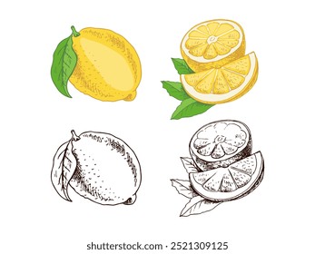 Hand drawn vector lemon sketch.  Plant with leaves. Lemon, slice and lemon half. Сitrus. Orange, 
grapefruit. Vector illustration. Great for poster, menu or label.