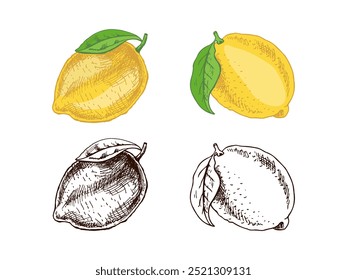 Hand drawn vector lemon sketch.  Lemons with leaves. Сitrus. Orange, 
grapefruit. Vector illustration. Great for poster, menu or label.