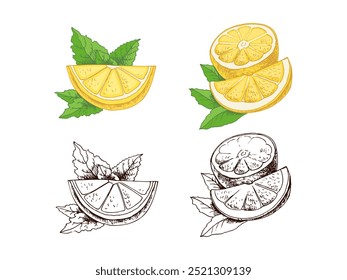 Hand drawn vector lemon sketch. Plant with leaves. Lemon, slice and lemon half. Сitrus. Orange, 
grapefruit. Vector illustration. Great for poster, menu or label.