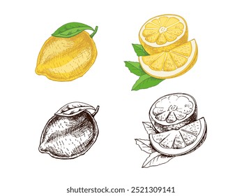 Dibujado a mano Vector sketch de limón. Planta con hojas. Limón, rebanada y mitad limón. Сitrus. Naranja, 
pomelo. Ilustración vectorial. Ideal para póster, menú o etiqueta.