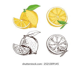 Esboço de limão desenhado à mão. Planta de flor com folhas. Fatia de limão e metade de limão. Сitrus. Laranja, 
toranjas. Ilustração vetorial. Ótimo para pôster, menu ou etiqueta.