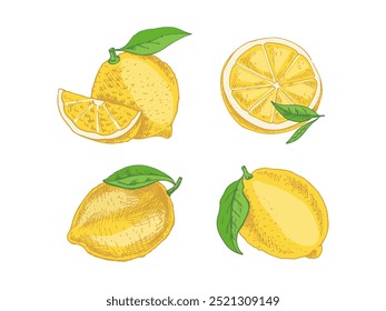 Hand drawn vector lemon sketch. Plant with leaves. Lemon, slice and lemon half. Сitrus. Orange, 
grapefruit. Vector illustration. Great for poster, menu or label.