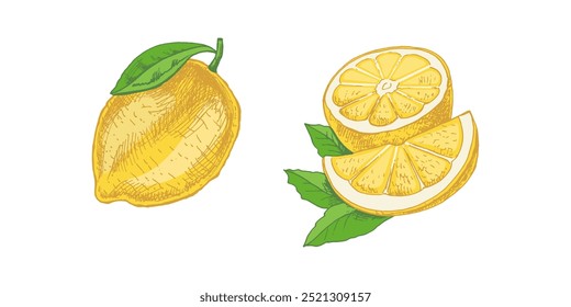 Hand drawn vector lemon sketch. Plant with leaves. Lemon, slice and lemon half. Сitrus. Orange, 
grapefruit. Vector illustration. Great for poster, menu or label.