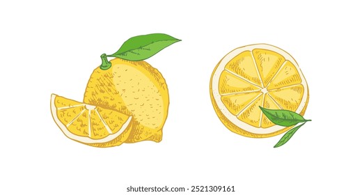 Hand drawn vector lemon sketch. Blossom plant with leaves. Lemon slice and lemon half. Сitrus. Orange, 
grapefruit. Vector illustration. Great for poster, menu or label.