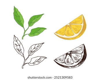 Esboço de limão desenhado à mão. Um galho de limão e uma fatia de limão. Fatia de limão e metade. Сitrus. Laranja, 
toranjas. Ilustração vetorial. Ótimo para pôster, menu ou etiqueta.