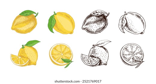 Hand drawn vector lemon sketch. Plant with leaves. Lemon, slice and lemon half. Сitrus. Orange, 
grapefruit. Vector illustration. Great for poster, menu or label.