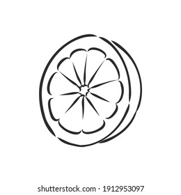 Hand drawn vector lemon slice, piece, on light background. lemon, vector sketch illustration