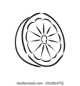 Hand drawn vector lemon slice, piece, on light background. lemon, vector sketch illustration