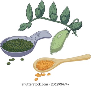 Hand drawn vector lentils and spoon colored