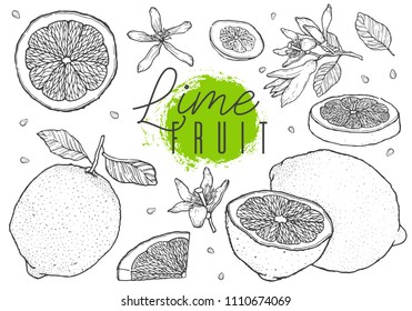 Hand drawn vector lime fruit set. Cut, slice, half, whole. Vintage style. Scetch illustration. Detailed citrus drawing