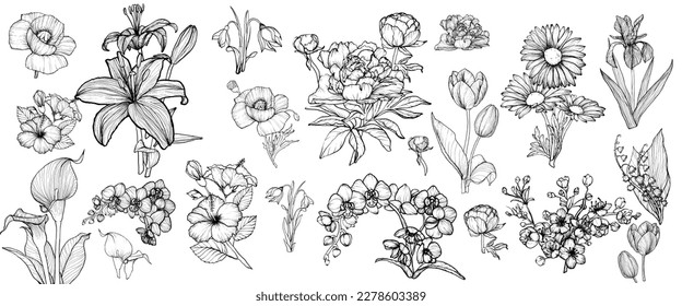 Hand drawn vector line art flowers bundle with flowers, leaves, buds of poppy, tiger lily, calla, hibiscus, snowdrop, cherry blossom, daisy, iris, lily of the valley, orchid, peony, tulip flowers