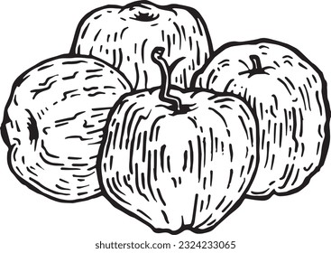 Hand drawn vector line art apples