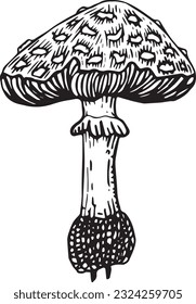 Hand drawn vector line art poison mushroom