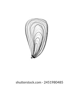 Hand drawn Vector line art illustration of sea Shell on isolated background. Drawing of Scallop and Starfish on outline style. Sketch of Cockleshell painted by black ink. Underwater fine art