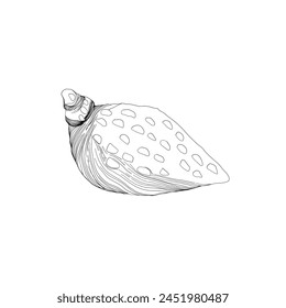 Hand drawn Vector line art illustration of sea Shell on isolated background. Drawing of Scallop and Starfish on outline style. Sketch of Cockleshell painted by black ink. Underwater fine art