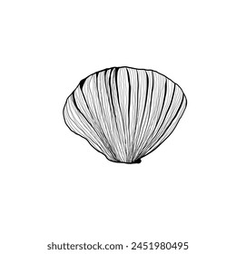Hand drawn Vector line art illustration of sea Shell on isolated background. Drawing of Scallop and Starfish on outline style. Sketch of Cockleshell painted by black ink. Underwater fine art
