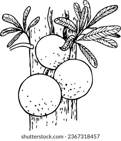 Hand drawn vector line botanical illustration of Brazilian Nuts.