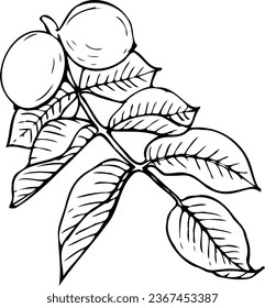 Hand drawn vector line botanical illustration of walnuts.