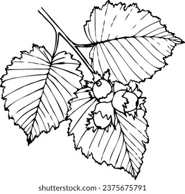 Ilustración botánica de avellanas de línea vectorial dibujada a mano.