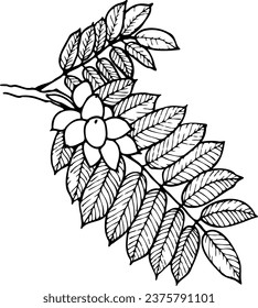 Hand drawn vector line botanical illustration of manchurian nut.