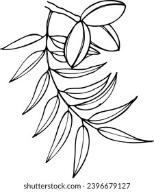 Ilustración botánica de la línea vector dibujada a mano de nueces pecanales.