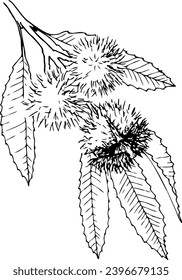Hand drawn vector line botanical illustration of edible chestnut for frying.