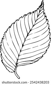Desenhado à mão vetor linha Elm folha ilustração isolada em um fundo branco.