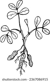 Hand drawn vector line illustration of peanut plant.