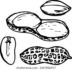 Hand drawn vector line illustration of peanuts