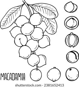 Ilustración de la línea vector dibujada a mano de macadamia.