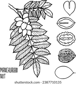 Hand drawn vector line illustration of manchurian nut.