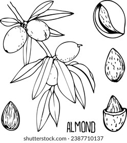 Ilustración de la línea vector dibujada a mano de almendra.