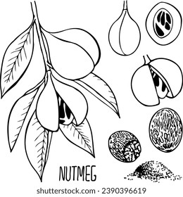 Hand drawn vector line illustration of nutmeg.